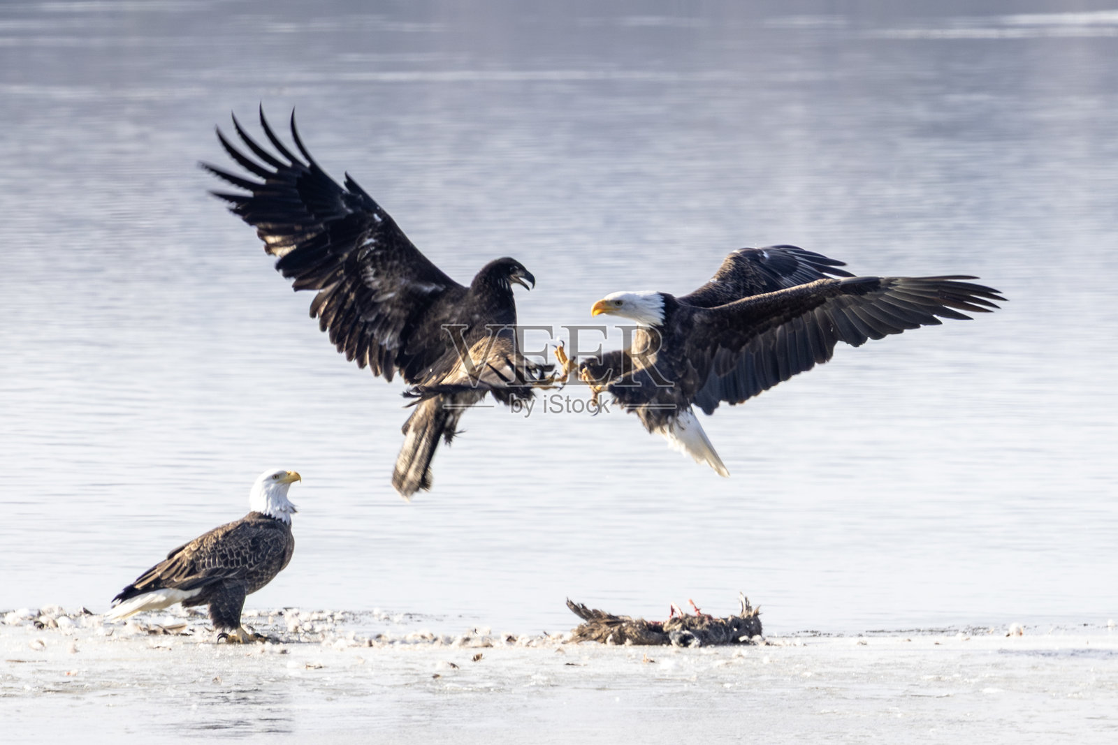 冰上的老鹰照片摄影图片