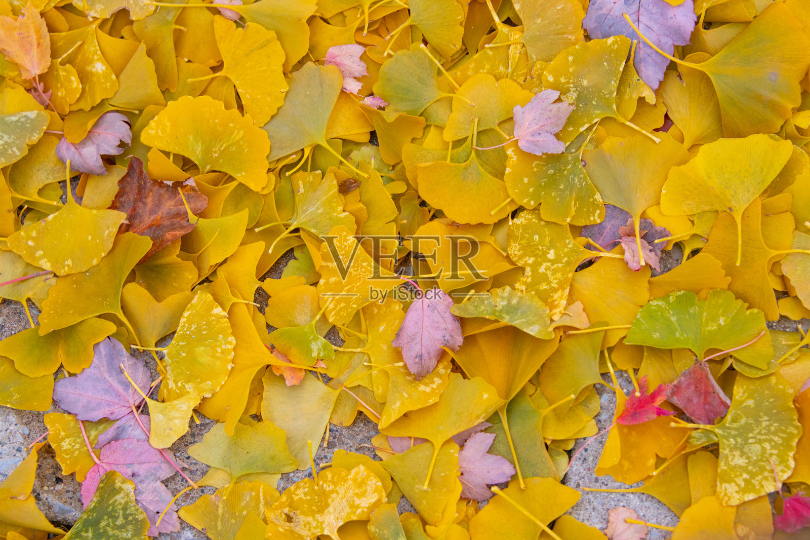 雪中的银杏叶和枫叶 - 印第安纳州霍华德县照片摄影图片