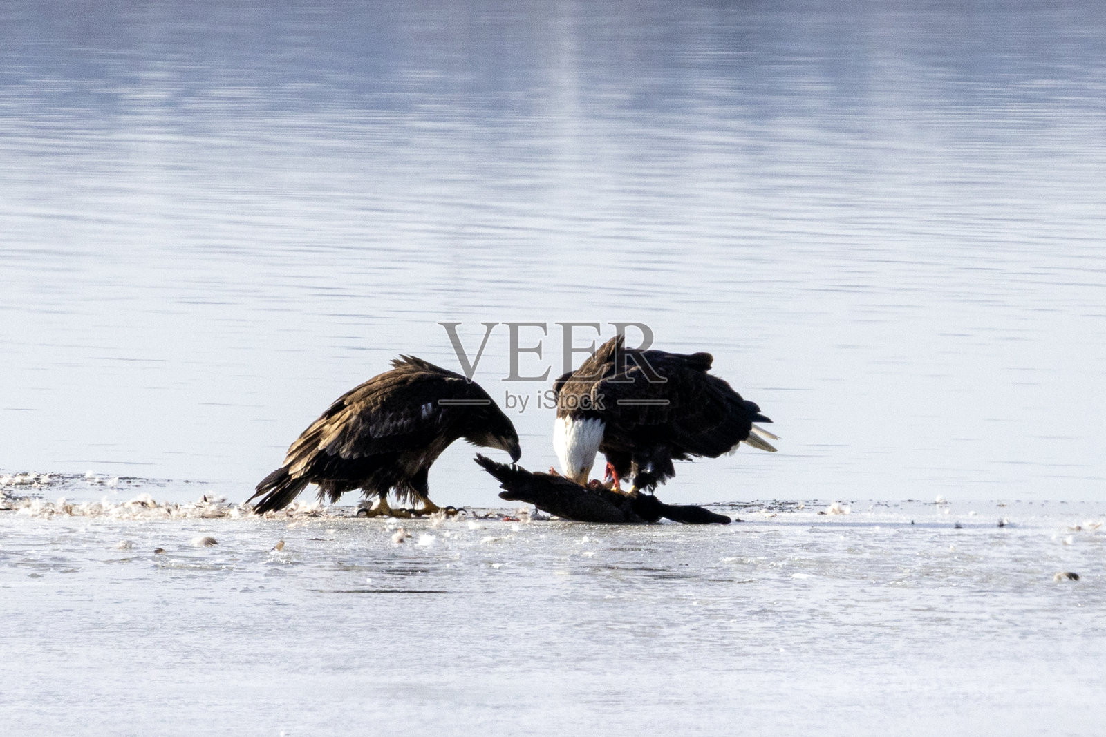 冰上的雄鹰照片摄影图片