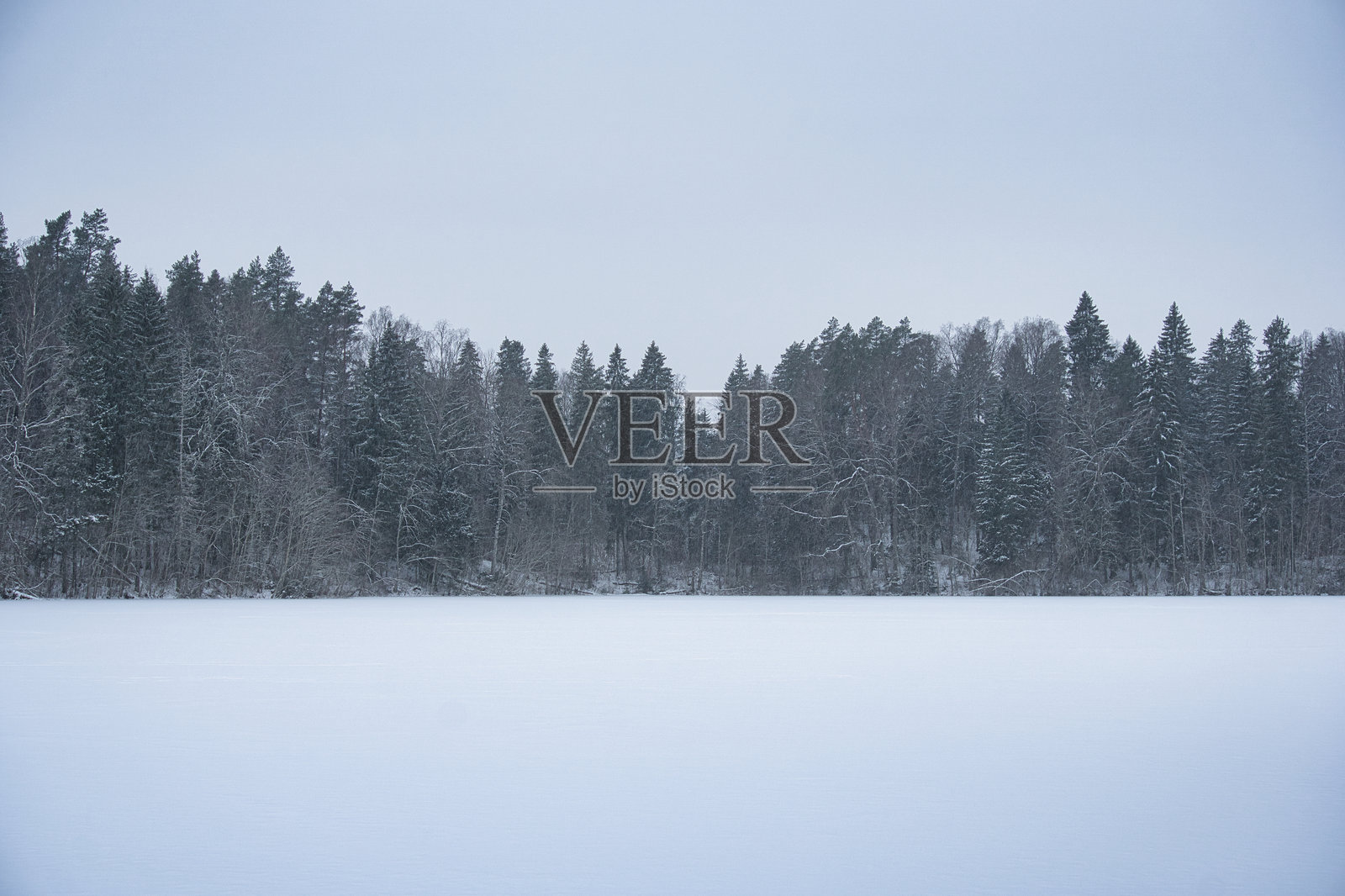 爱沙尼亚宁静的冬季森林景观和冰封的湖泊照片摄影图片