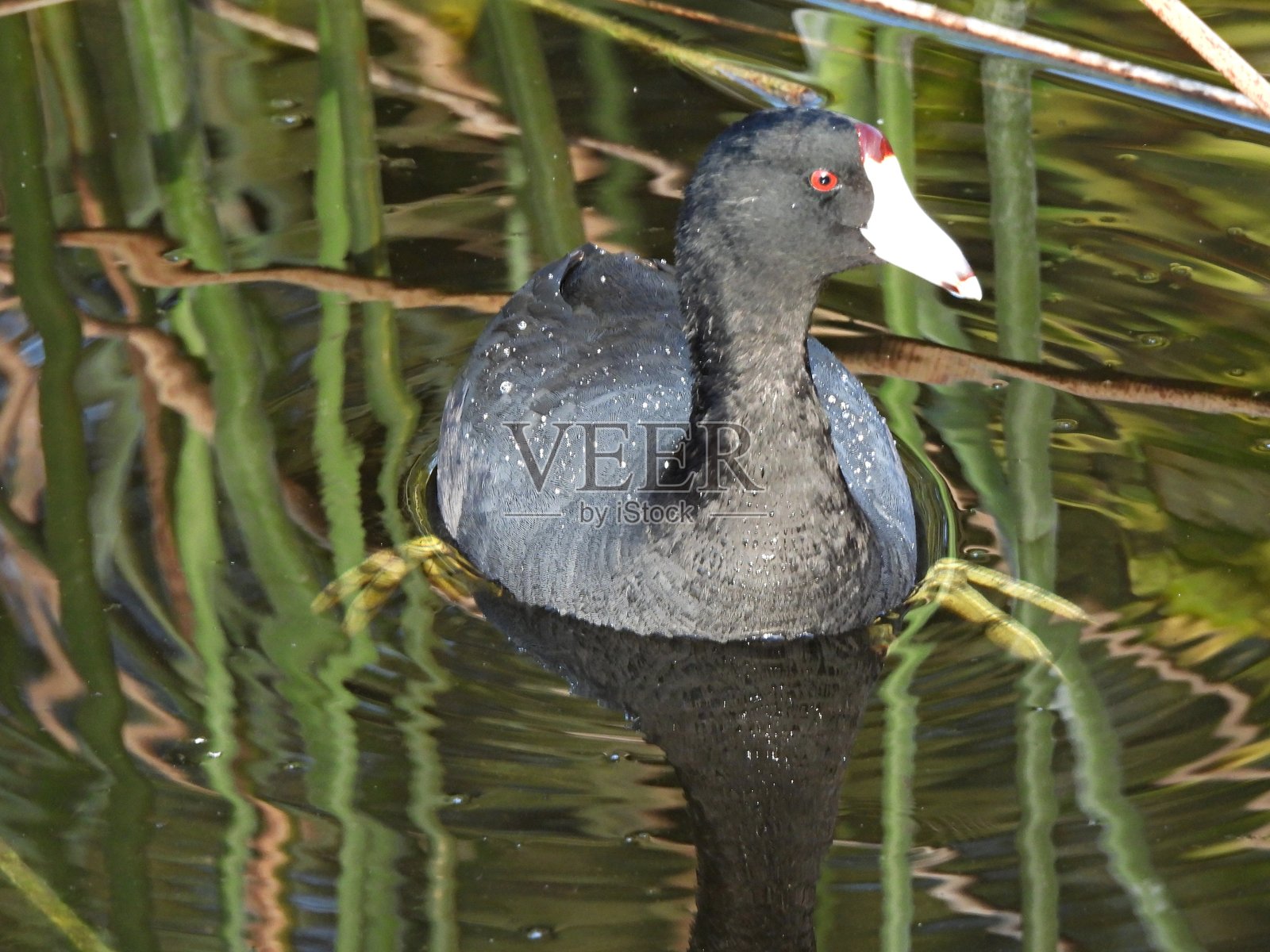 美洲骨顶鸡(Fulica Americana)在湖中游泳照片摄影图片