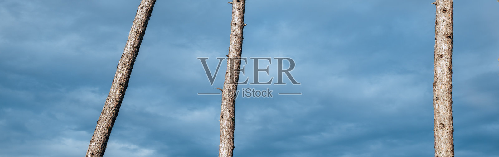 仰视视角,三棵树皮粗糙的高大光秃树干向上伸展,背景是柔和的阴天蓝天,点缀着淡淡的云彩照片摄影图片