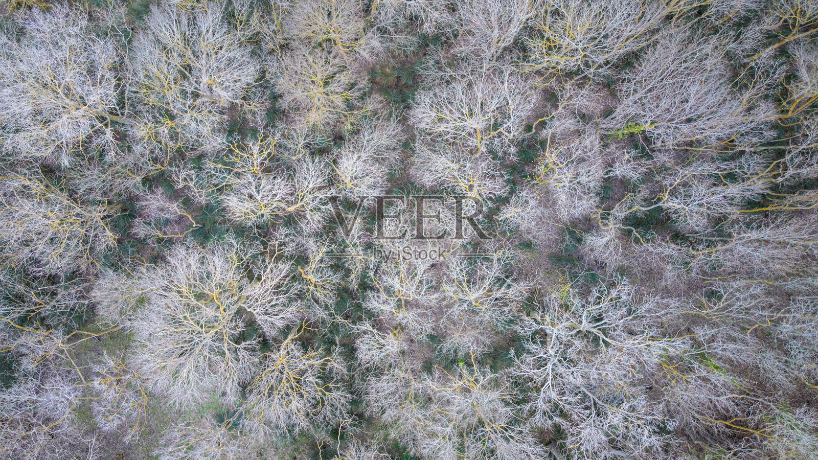 冬季茂密森林的鸟瞰图,树木光秃秃的,覆盖着地衣照片摄影图片