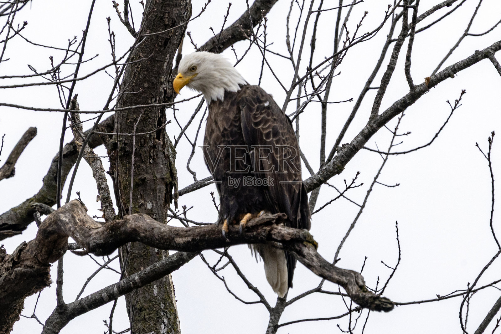 树上的老鹰照片摄影图片