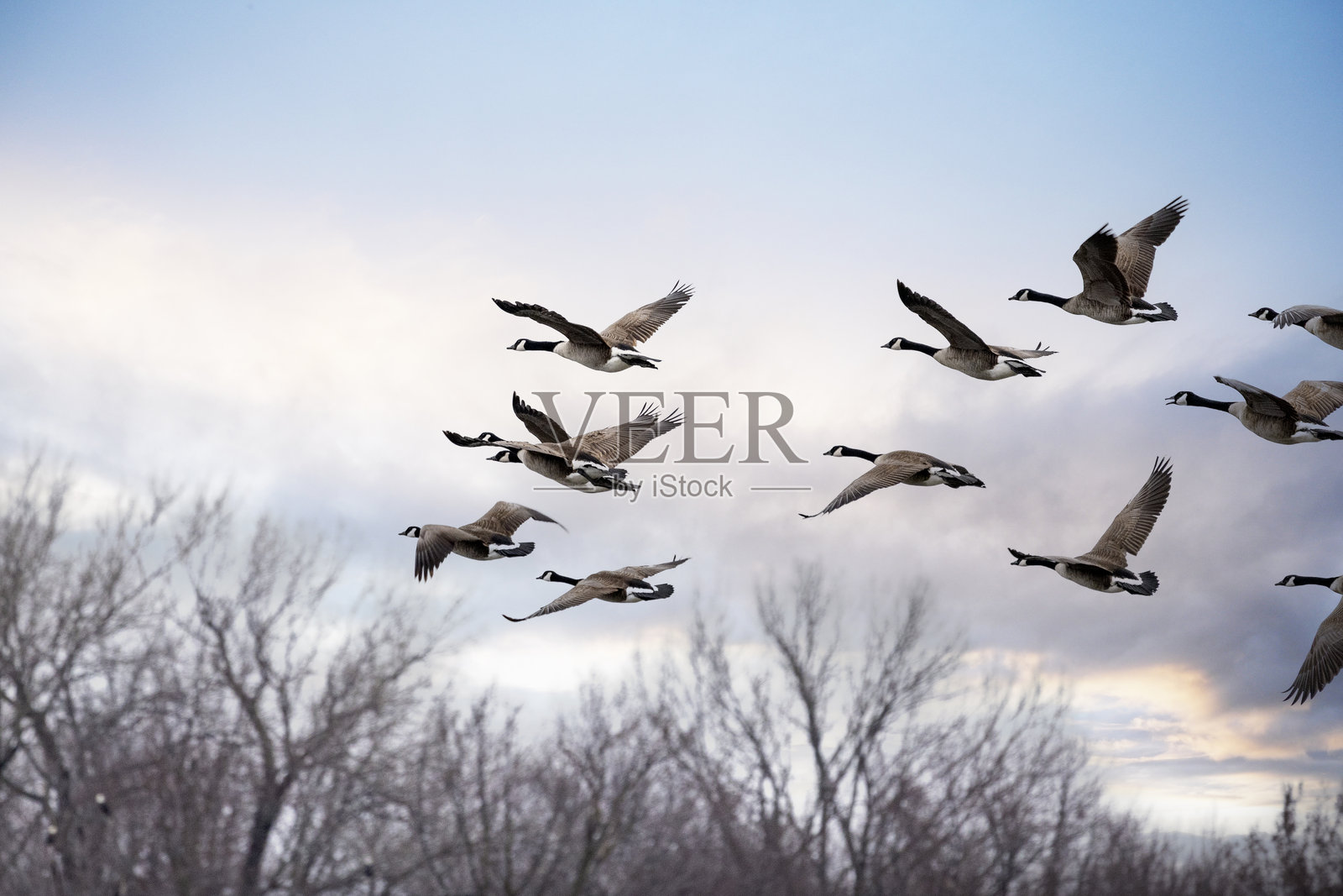 大雁飞翔照片摄影图片