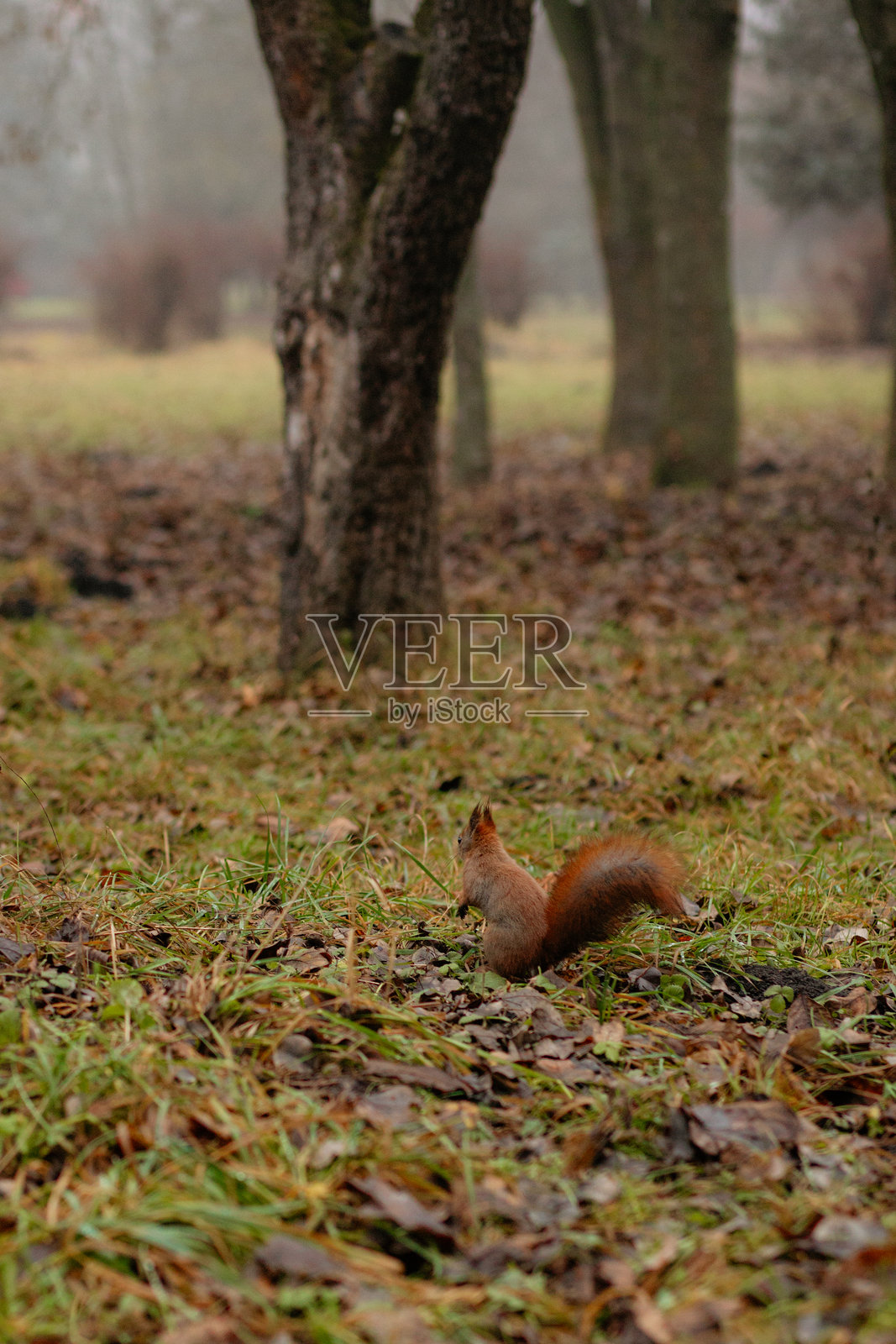 迷雾林中小松鼠照片摄影图片
