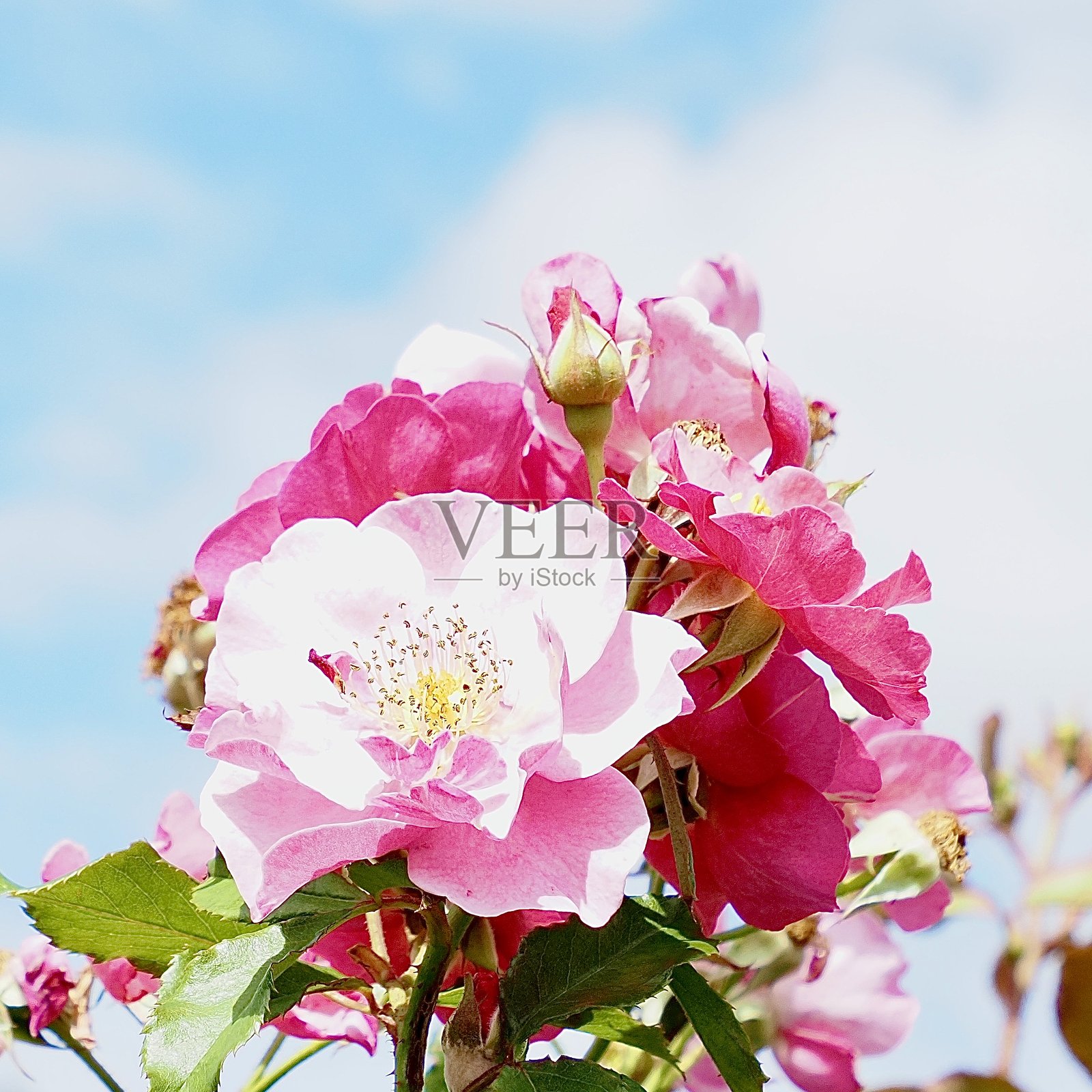 奥克兰公共玫瑰园中,粉色花朵和花蕾在蓝天白云下绽放。照片摄影图片