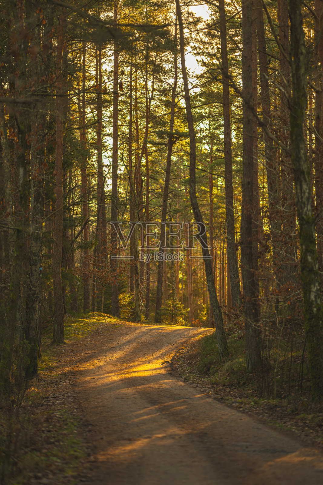 高耸松树环绕的弯曲森林小径。照片摄影图片