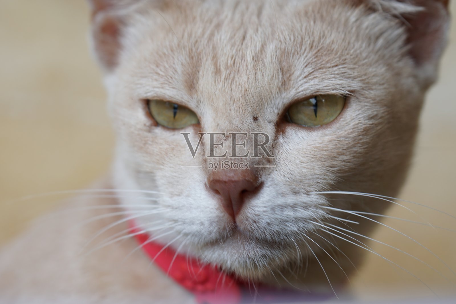 我的宠物猫在户外放松照片摄影图片