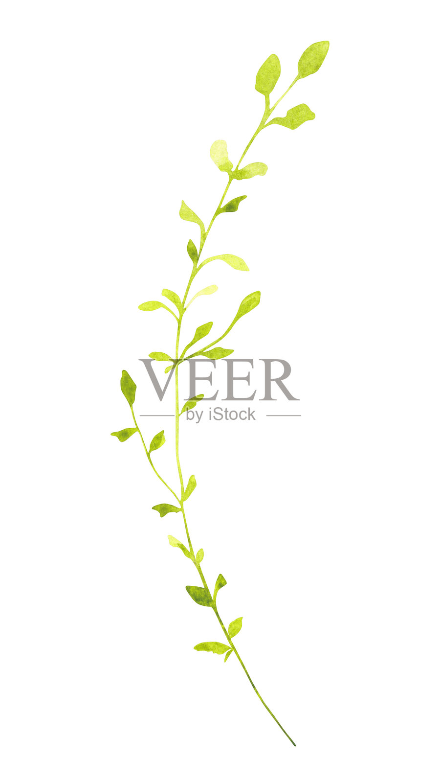 精致的水彩绿枝,带着小小的清新叶子。插画图片素材