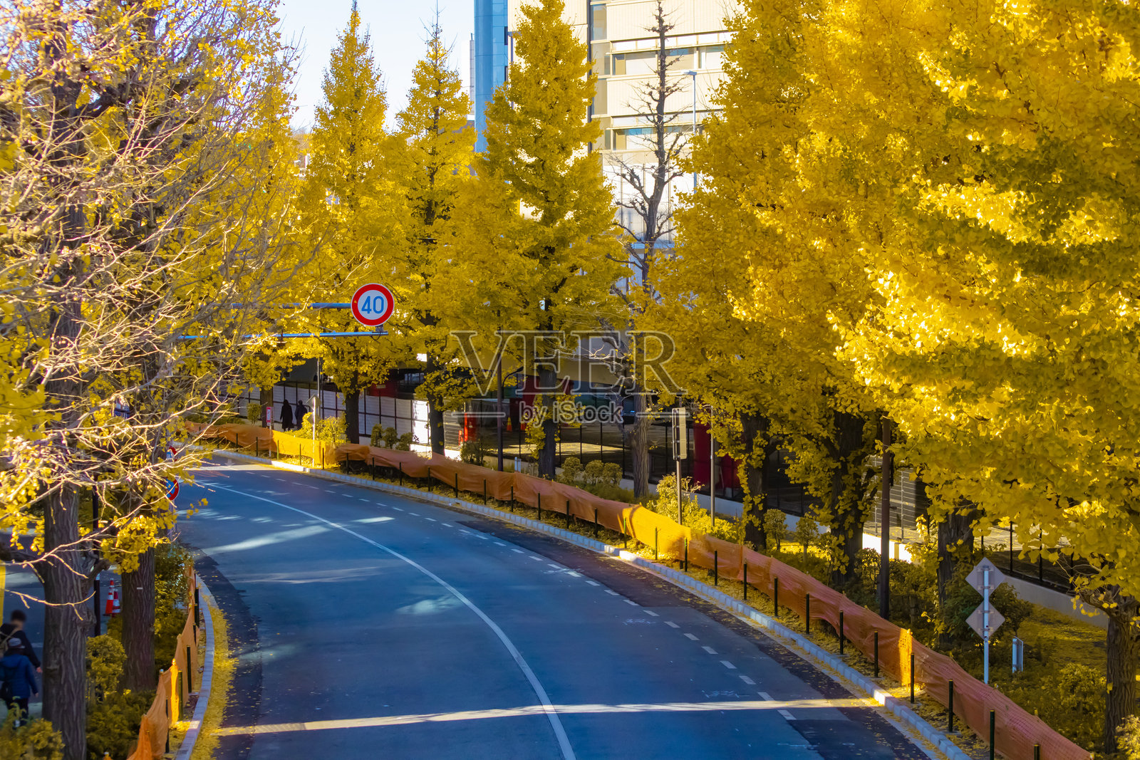 秋季金黄色银杏城市空旷街道的长焦镜头画面照片摄影图片