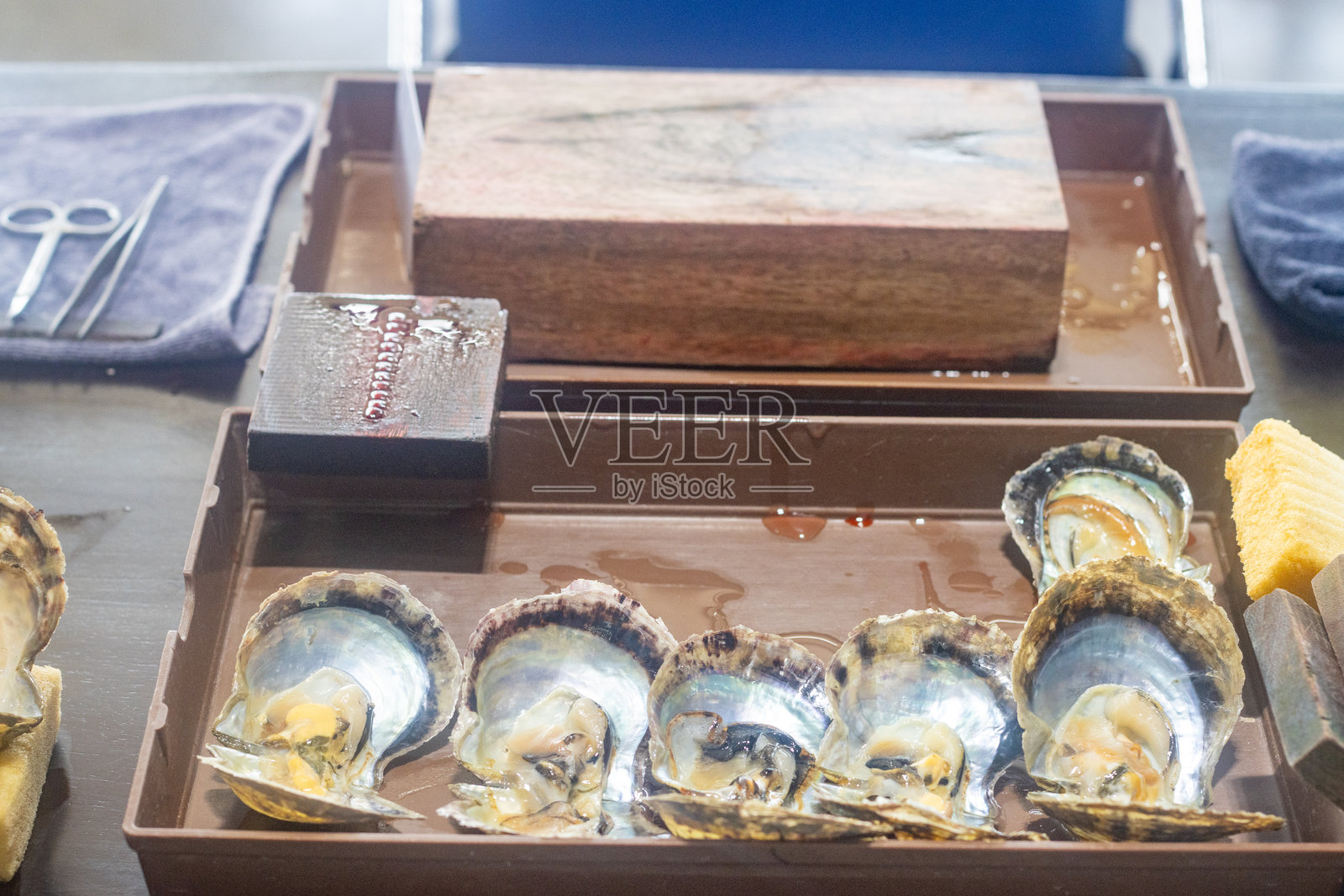 越南广宁省珍珠养殖场牡蛎照片摄影图片