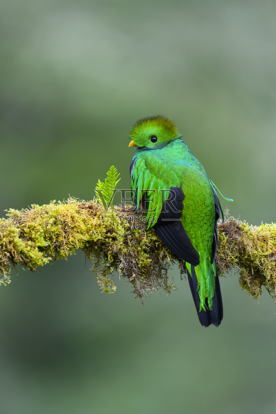 雄性闪耀的格查尔鸟照片摄影图片