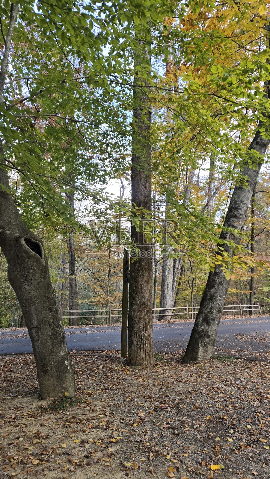 秋日公园漫步照片摄影图片