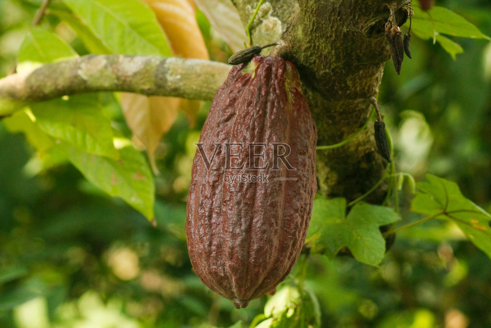 可可豆挂在树上照片摄影图片