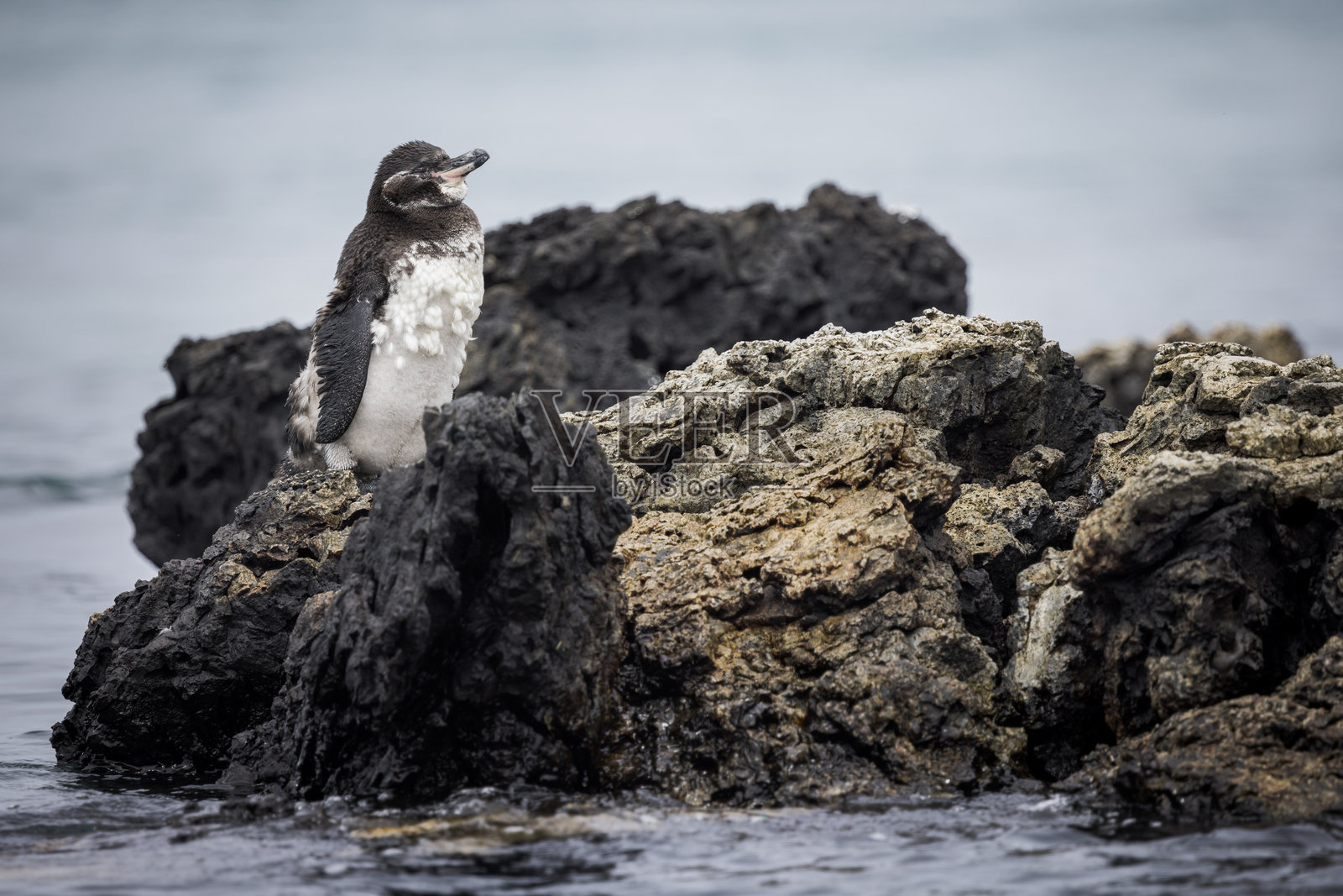 加拉帕戈斯企鹅站在岩石上照片摄影图片
