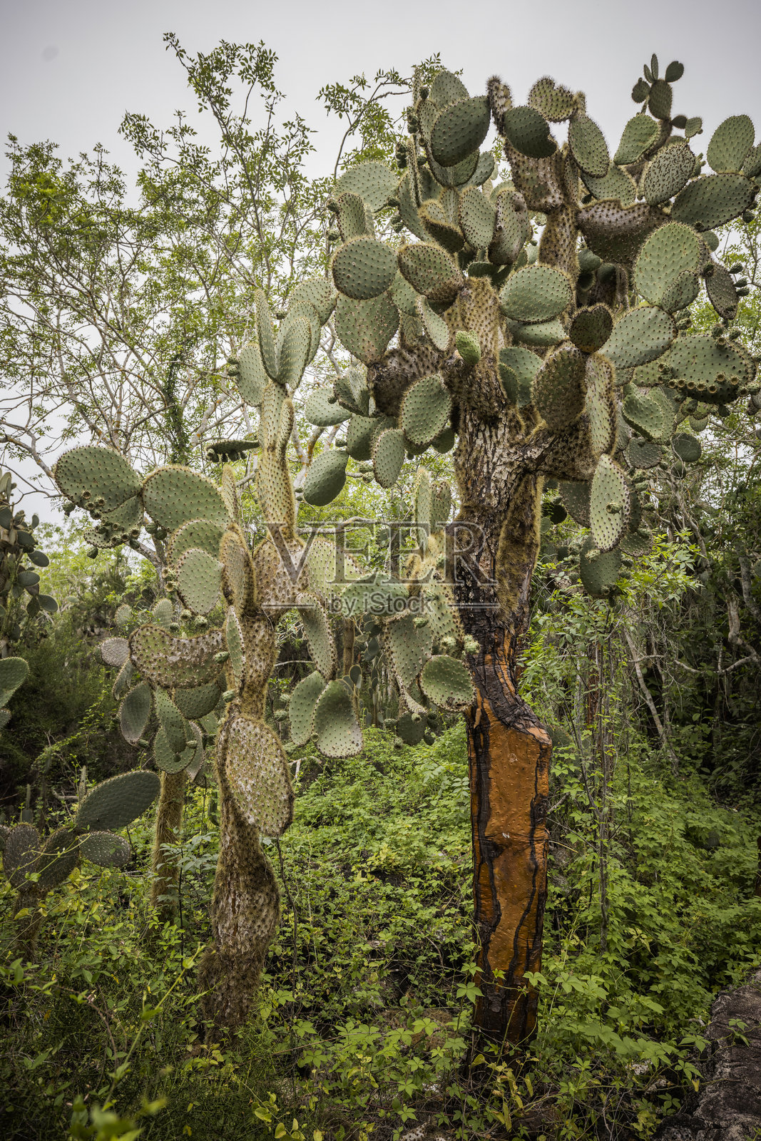 加拉帕戈斯仙人掌森林照片摄影图片