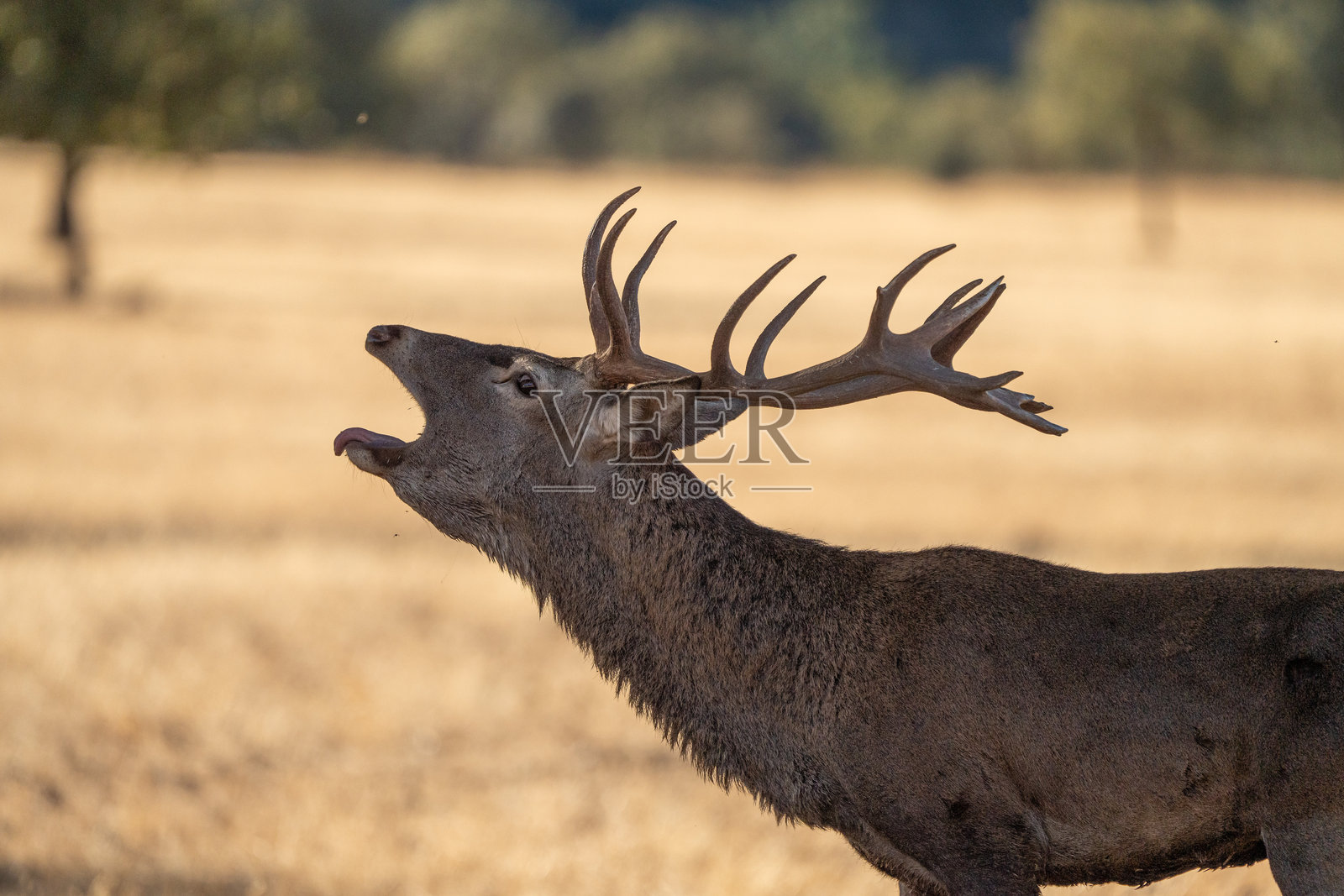 在西班牙拍摄的红鹿(Cervus elaphus)照片摄影图片
