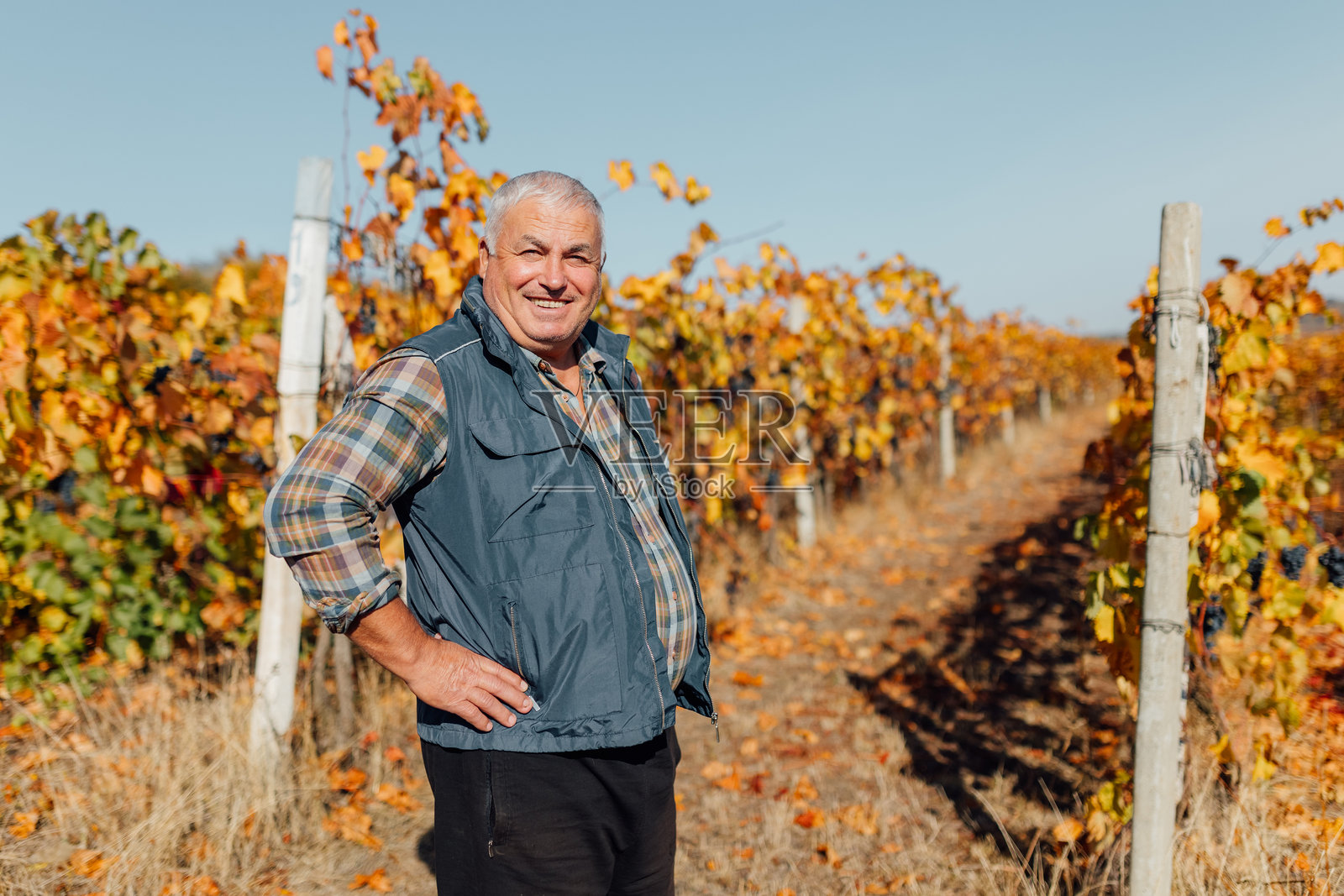 秋季葡萄园中的资深酿酒师,专业地指导葡萄采收照片摄影图片