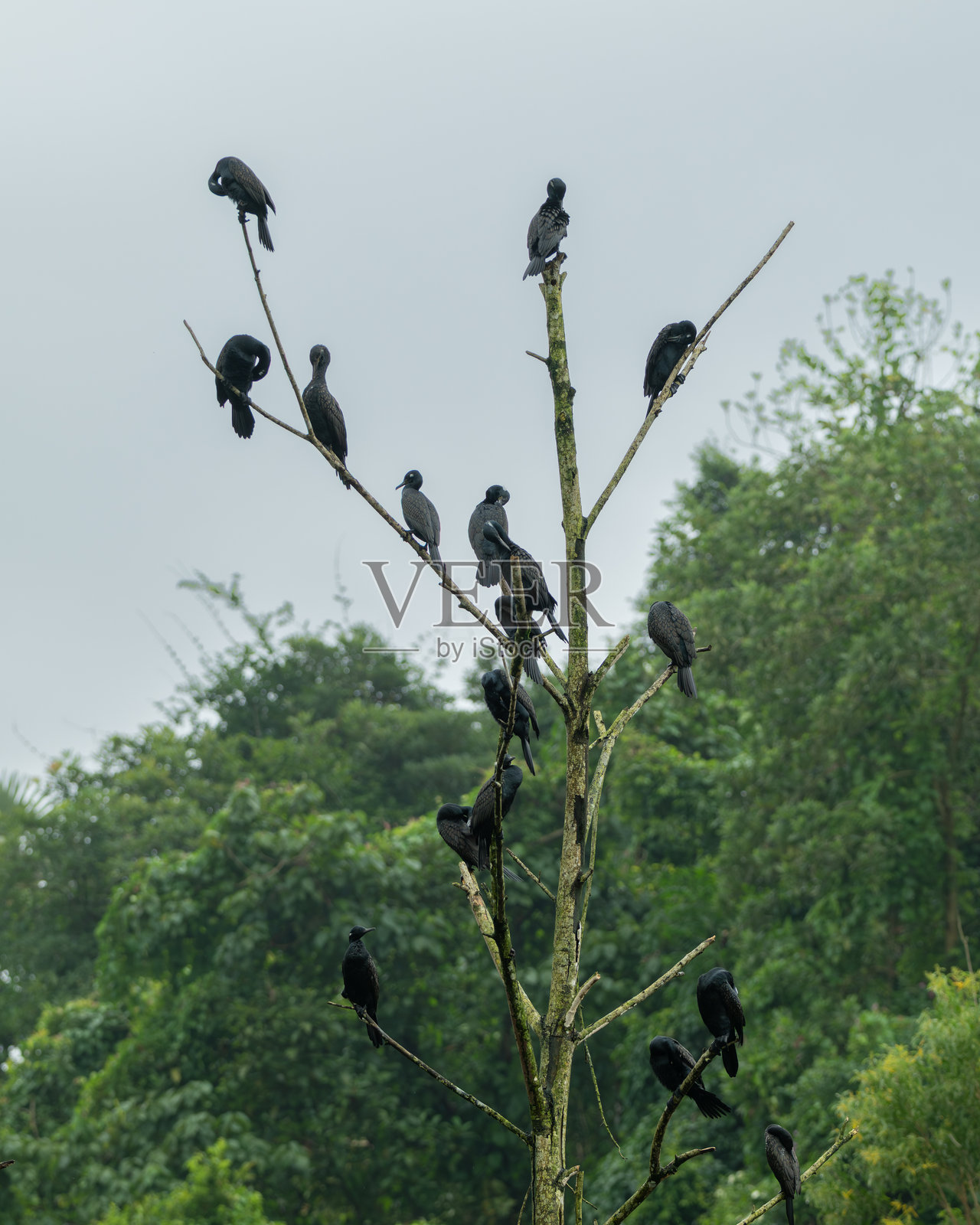 一群印度鸬鹚栖息在光秃秃的树上梳理羽毛照片摄影图片