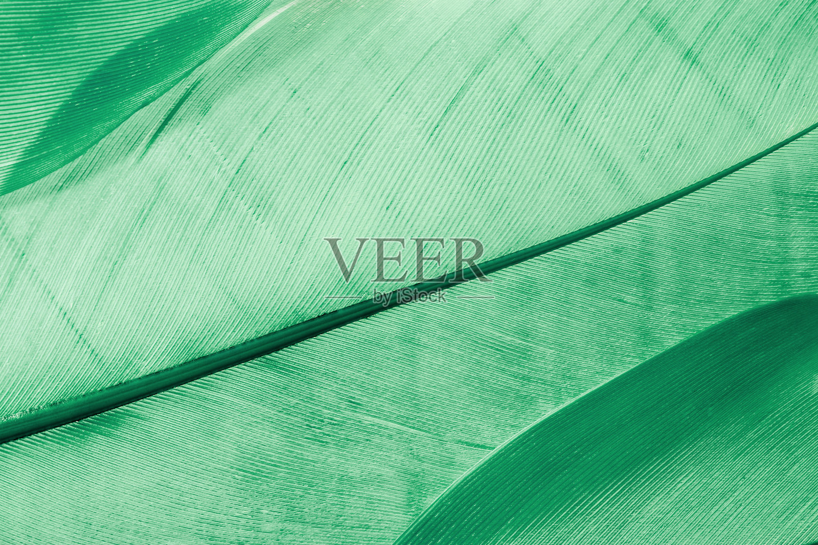 鸟类羽毛的唯美自然特写图案,天然纹理作为有机背景,生物设计理念。鲜活的单色绿色渐变。简约风格自然壁纸,背景。照片摄影图片