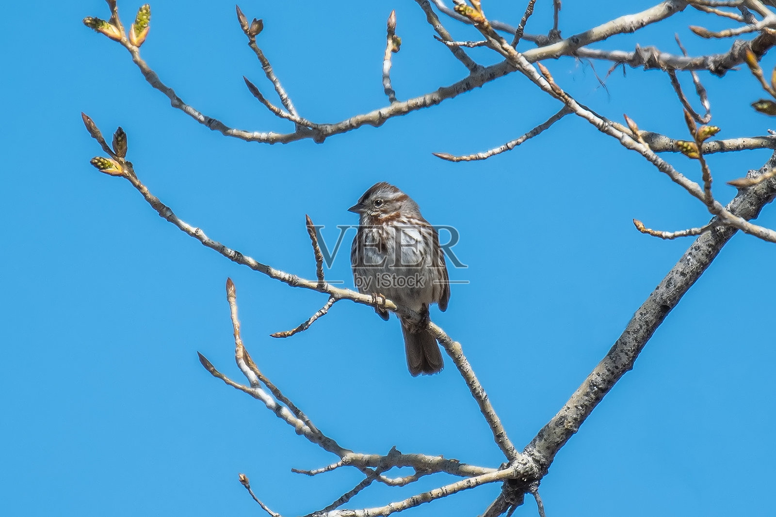 歌曲麻雀照片摄影图片