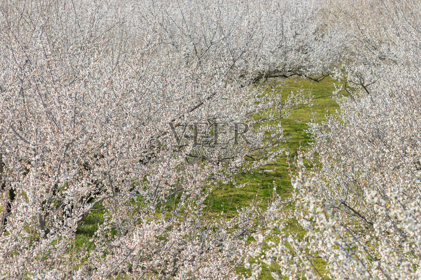 伊万里梅园(佐贺县伊万里市)的李子照片摄影图片