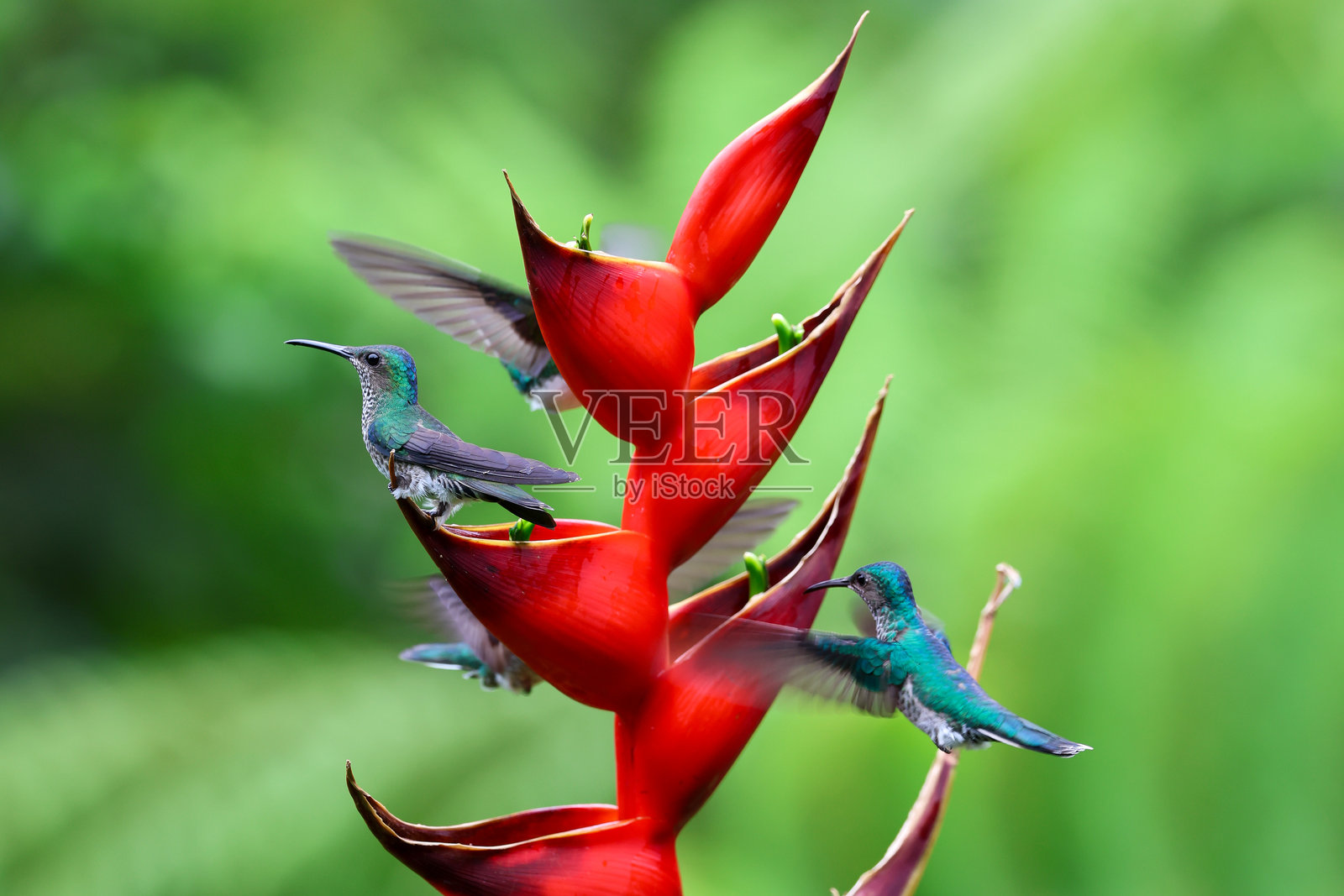 一只雌性白喉雅各宾蜂鸟停留在花朵上,旁边还有其他鸟类照片摄影图片