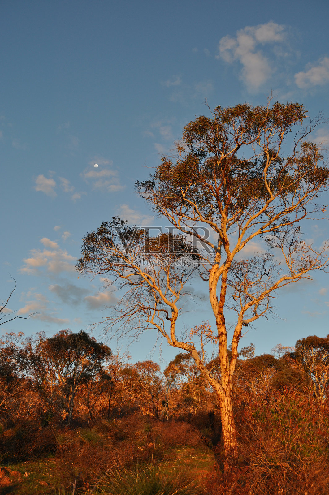 澳大利亚典型的桉树和本土灌木丛景观,西澳大利亚州,澳大利亚照片摄影图片