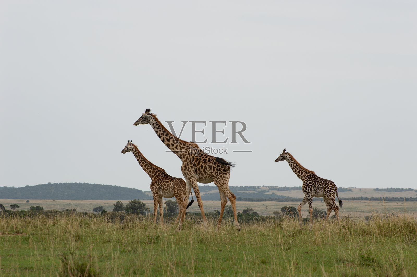 三只马赛长颈鹿在肯尼亚的稀树草原上行走照片摄影图片