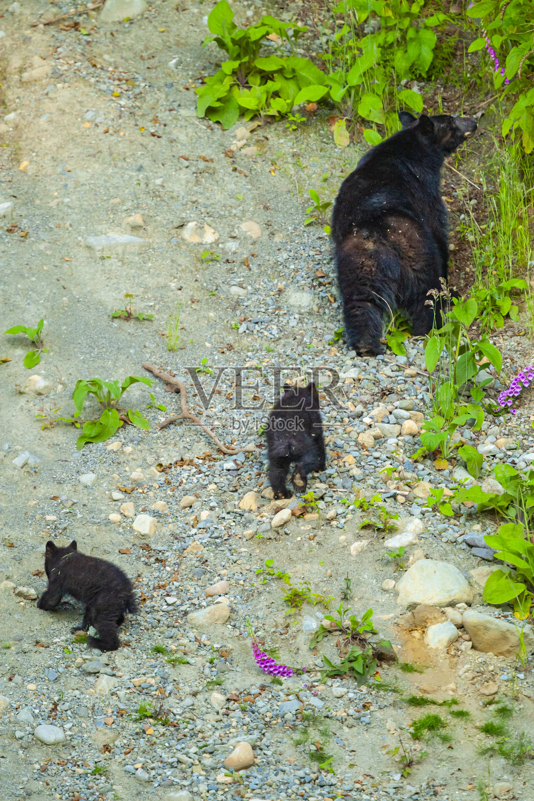 加拿大温哥华岛,一只雌性黑熊(Ursus americanus)带着幼崽走上岸边照片摄影图片