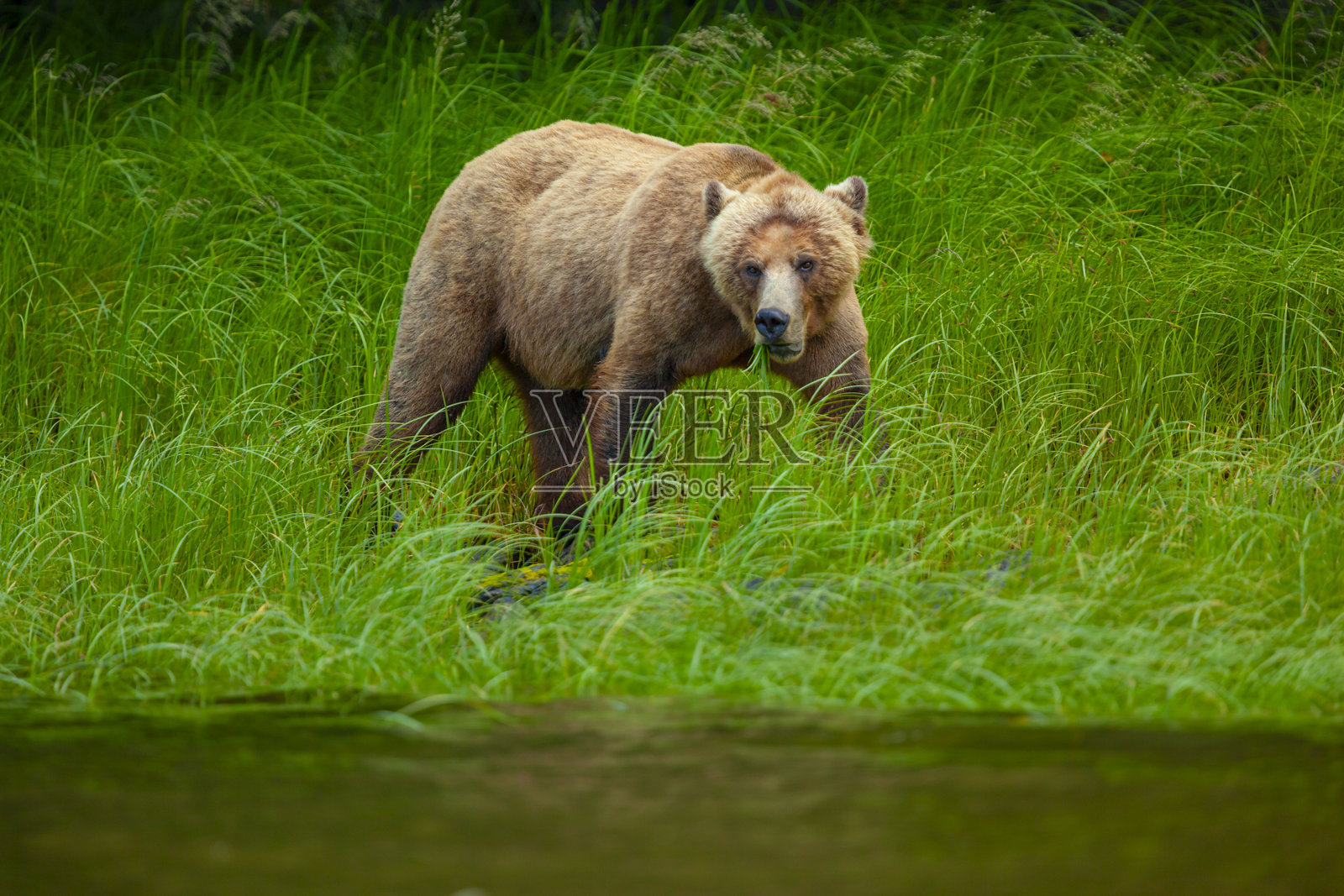 棕熊(Ursus arctos)在加拿大奈特因莱特河口以草为食照片摄影图片