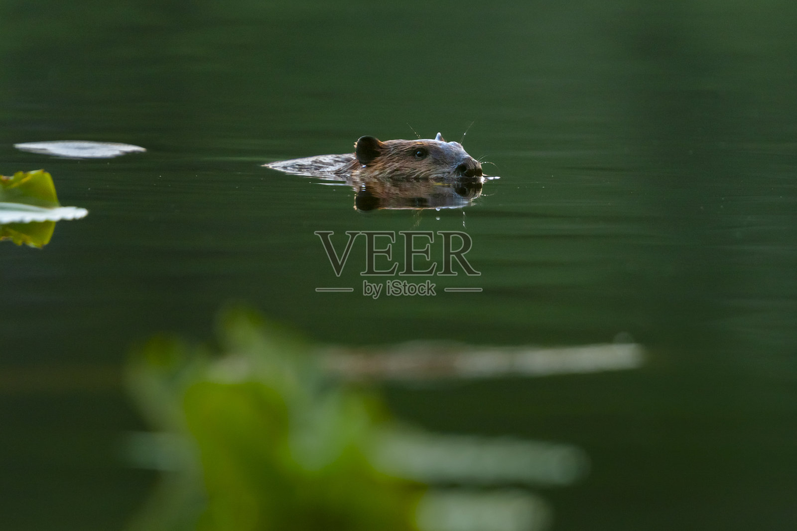 加拿大温哥华岛湖中游泳的海狸(Castor canadensis)照片摄影图片