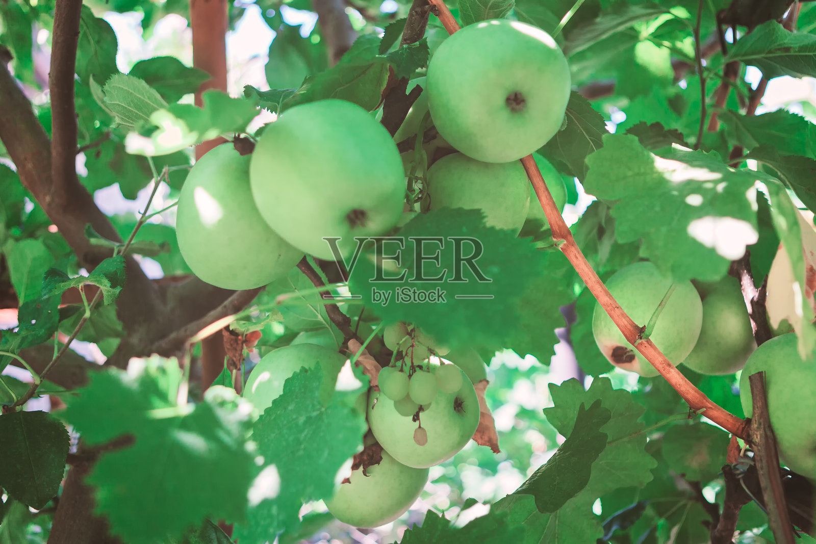 青苹果挂在弯曲的树枝上照片摄影图片