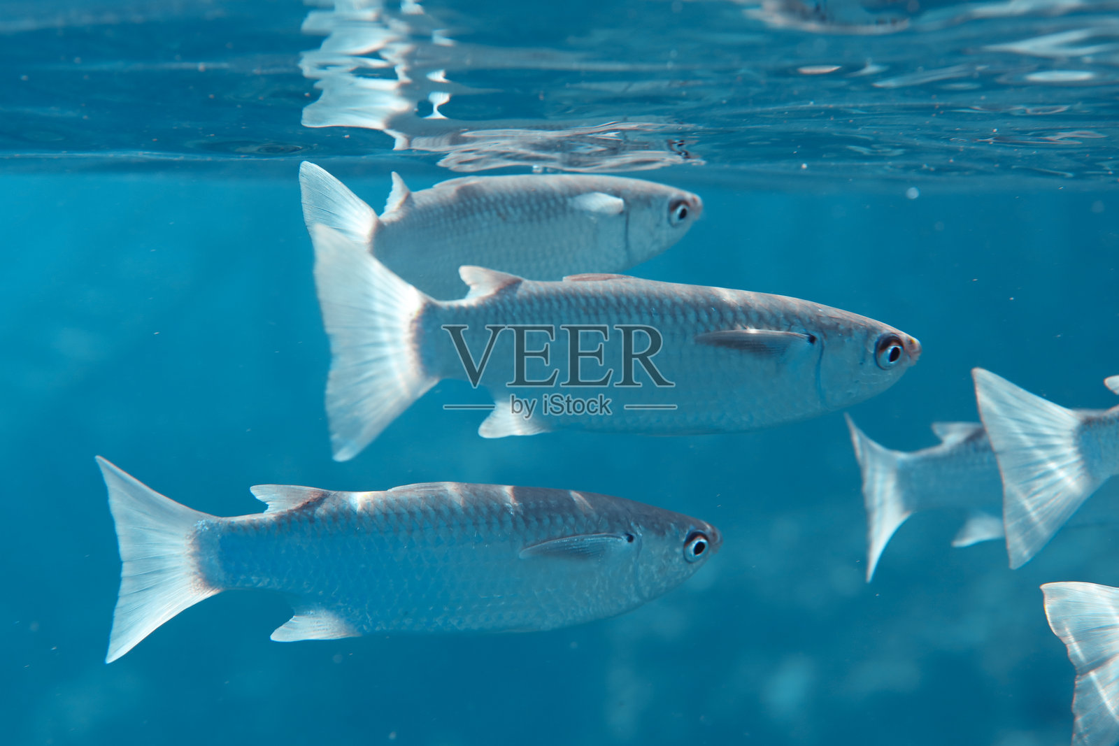 特写镜头:鲱鱼在水面下方游动照片摄影图片