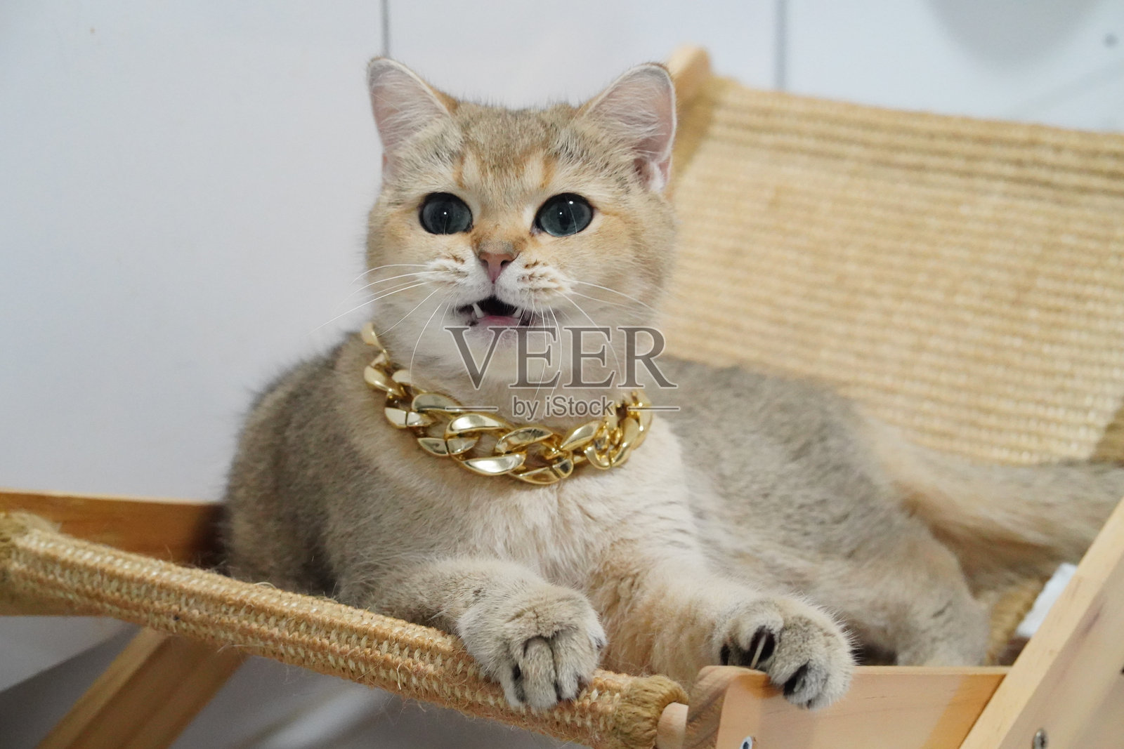 一只戴着金链项圈的时尚猫咪舒适地坐在木质躺椅上,展现出它俏皮的表情和柔软的毛发,独特的配饰为其增添了一丝优雅。照片摄影图片