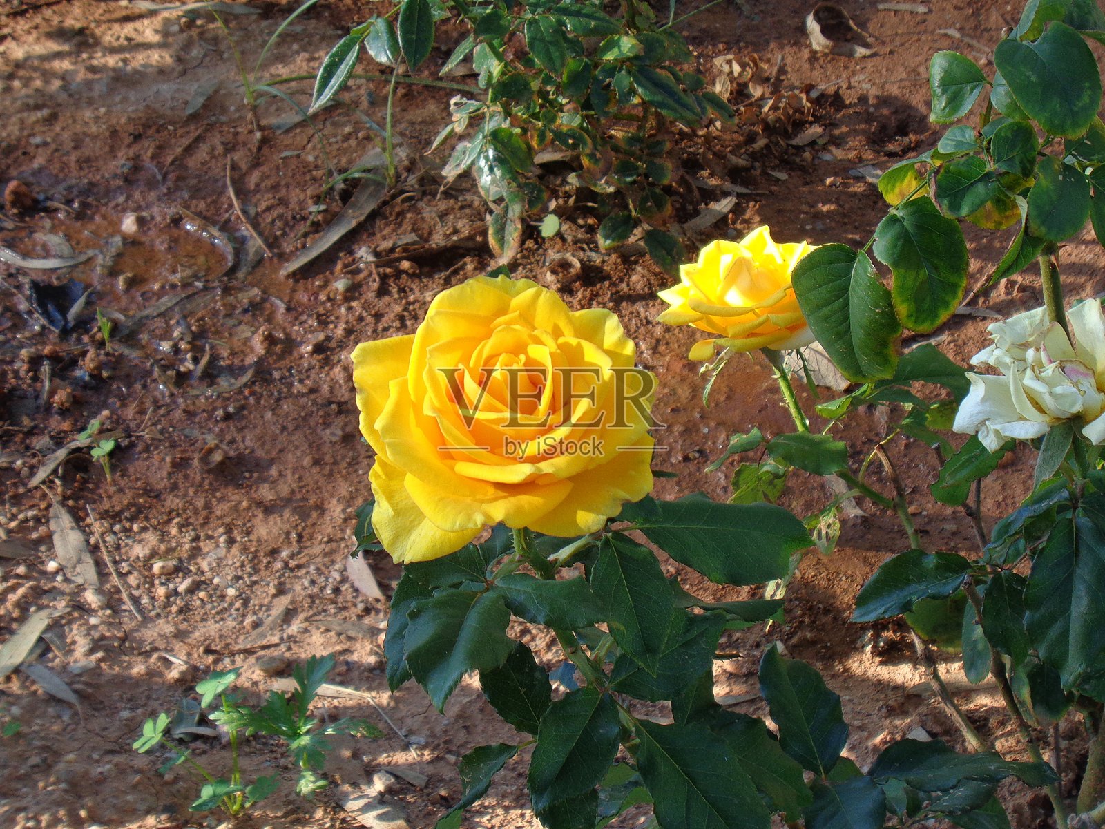 黄玫瑰照片摄影图片