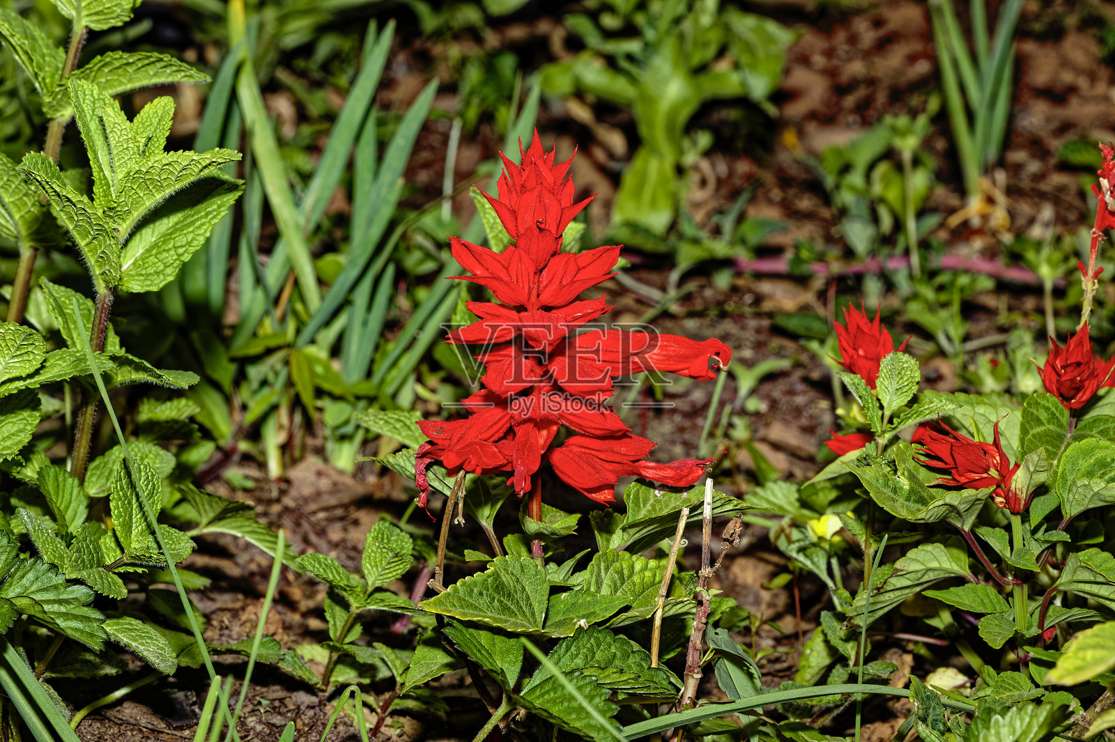 花园里鲜红的鼠尾草花照片摄影图片