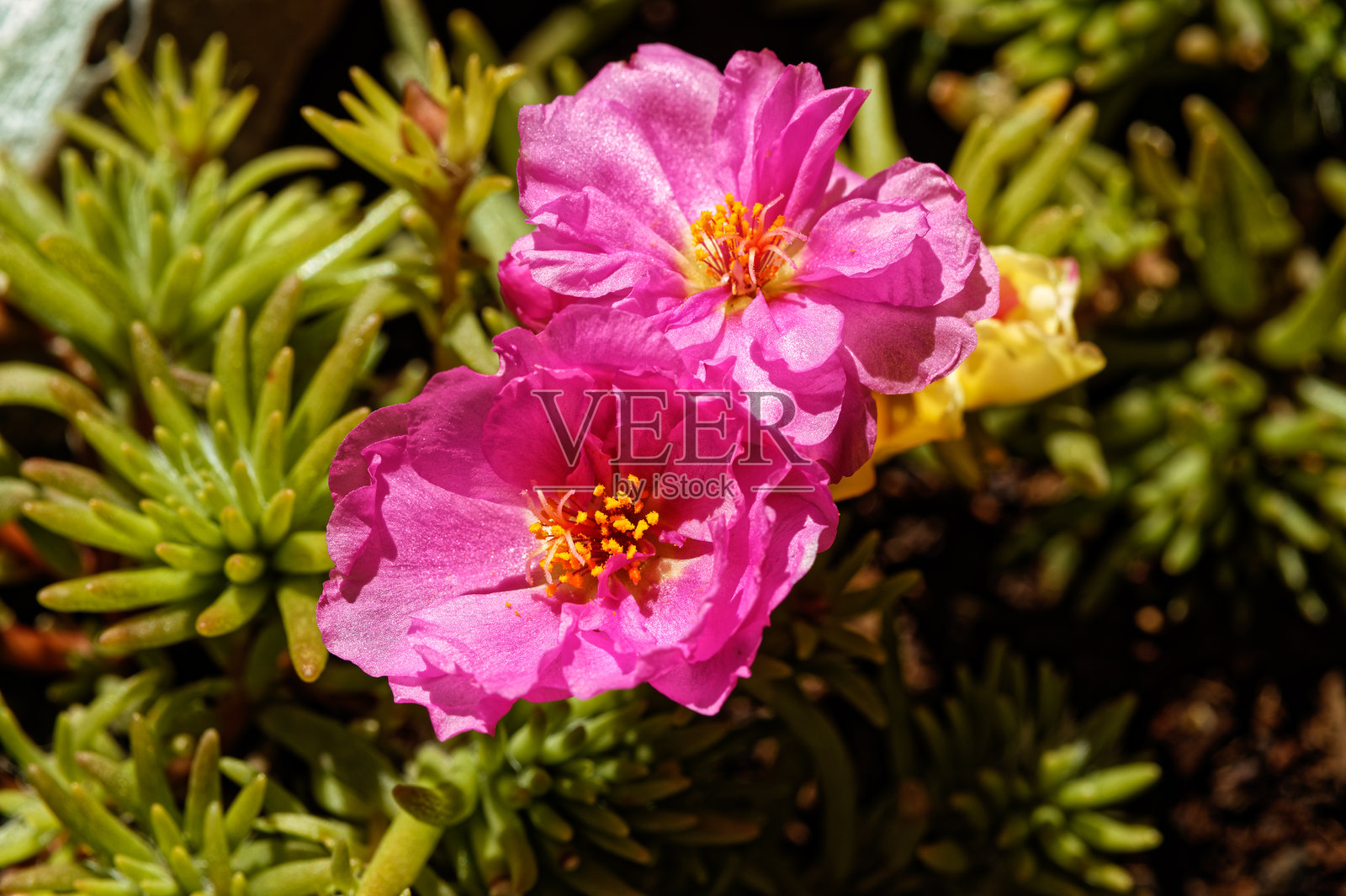 花园里明亮的粉色太阳花照片摄影图片