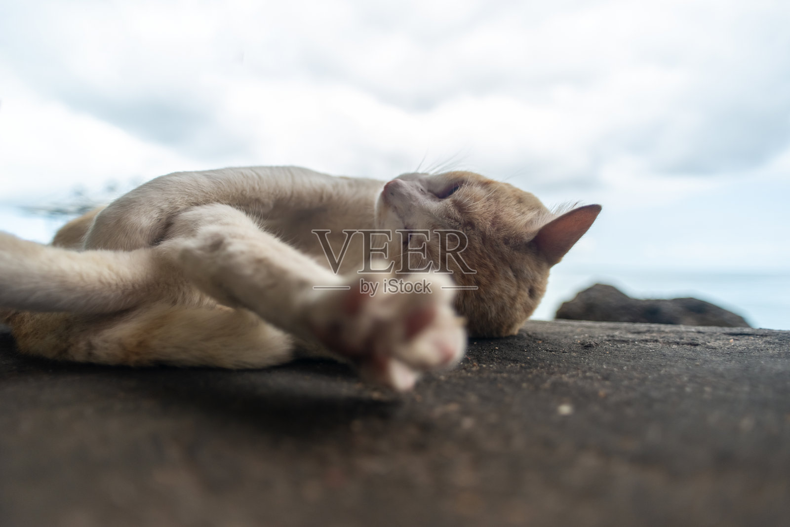 熟睡猫咪的特写照片摄影图片