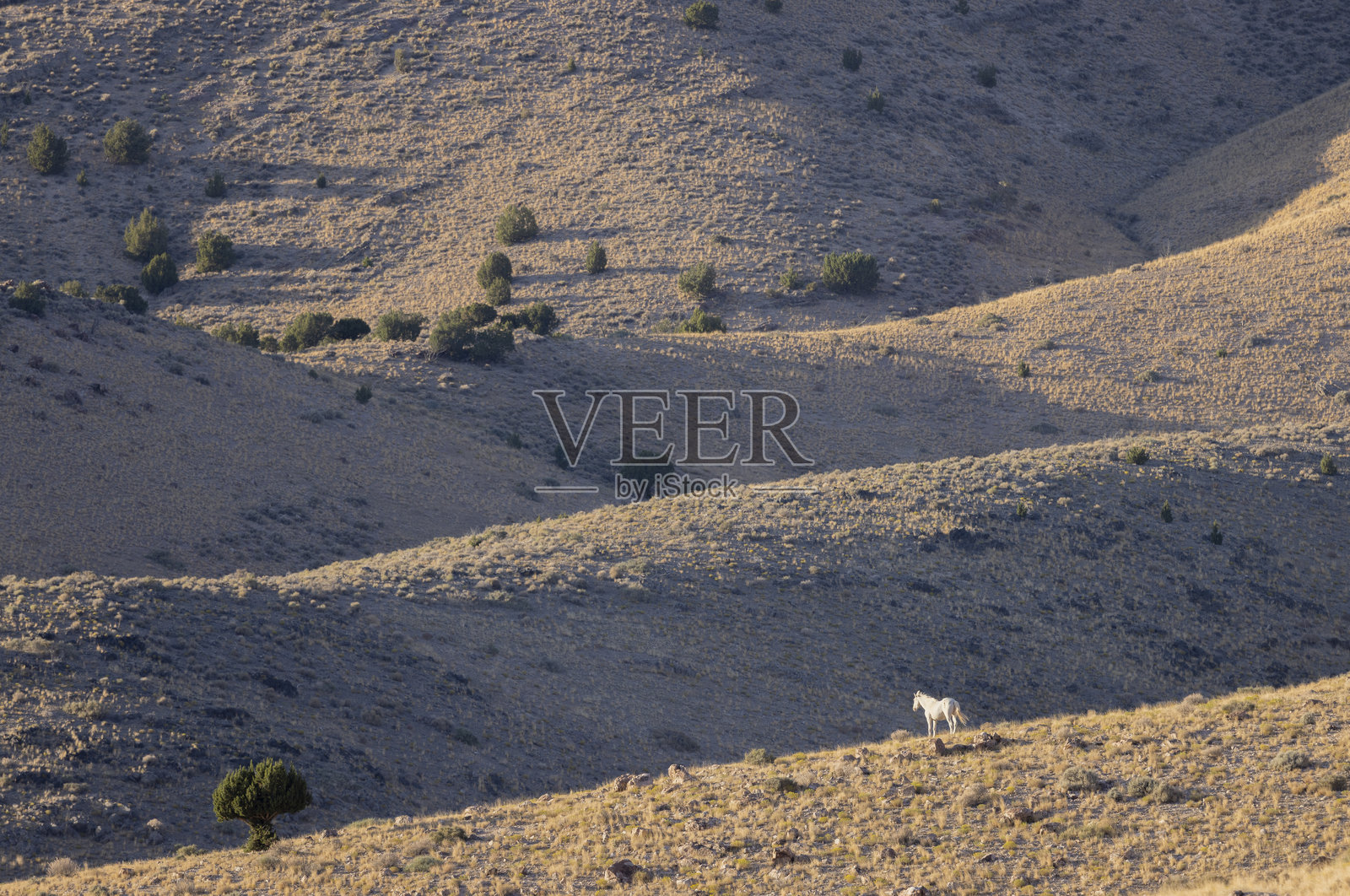 犹他州沙漠中的野马秋景照片摄影图片