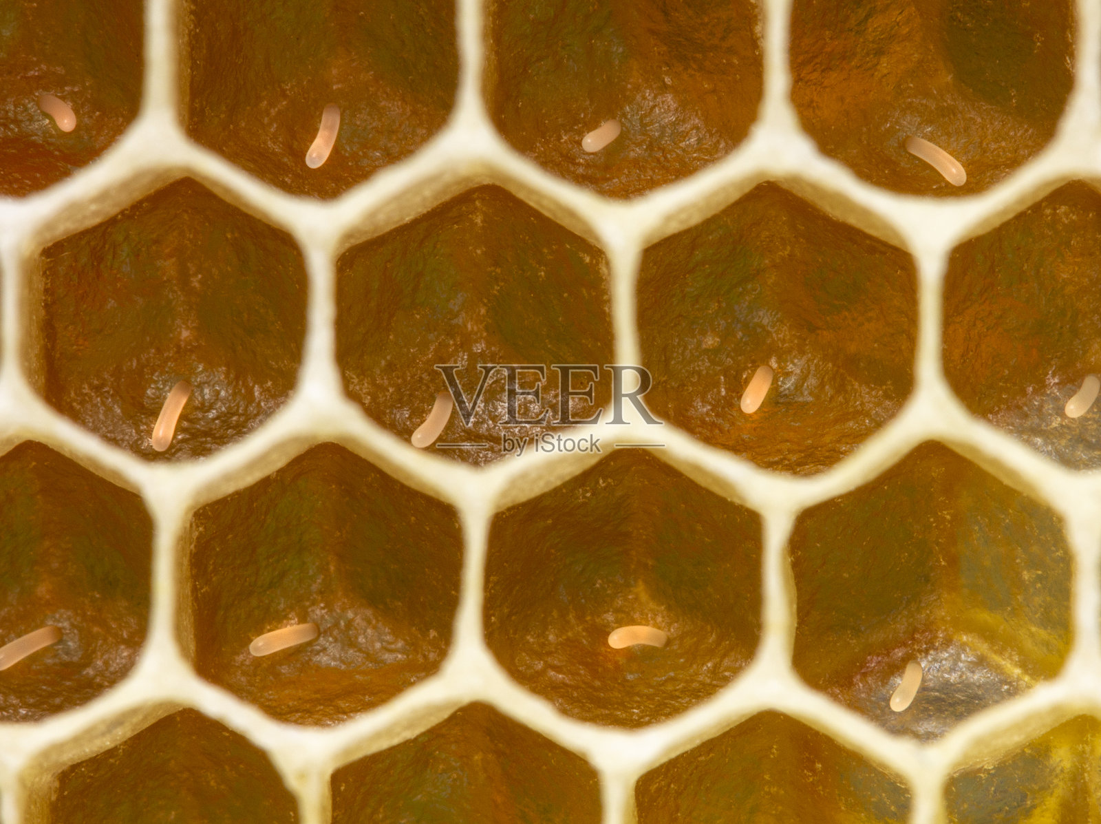 带蛋的蜂巢照片摄影图片