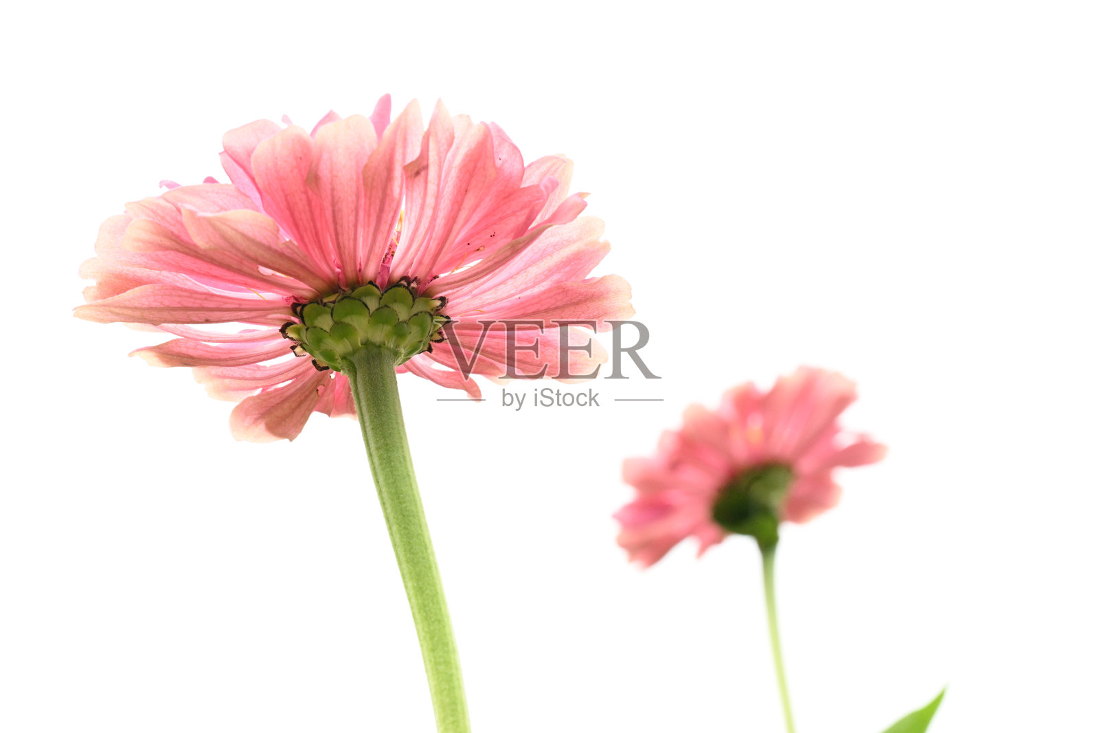 白色天空下的百日草照片摄影图片