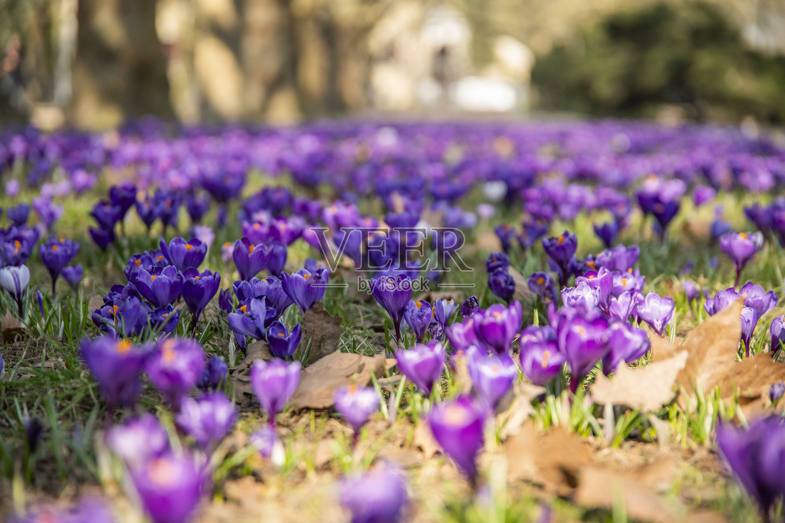 波兰什切青市公园里,美丽的紫色番红花在春天绽放。照片摄影图片