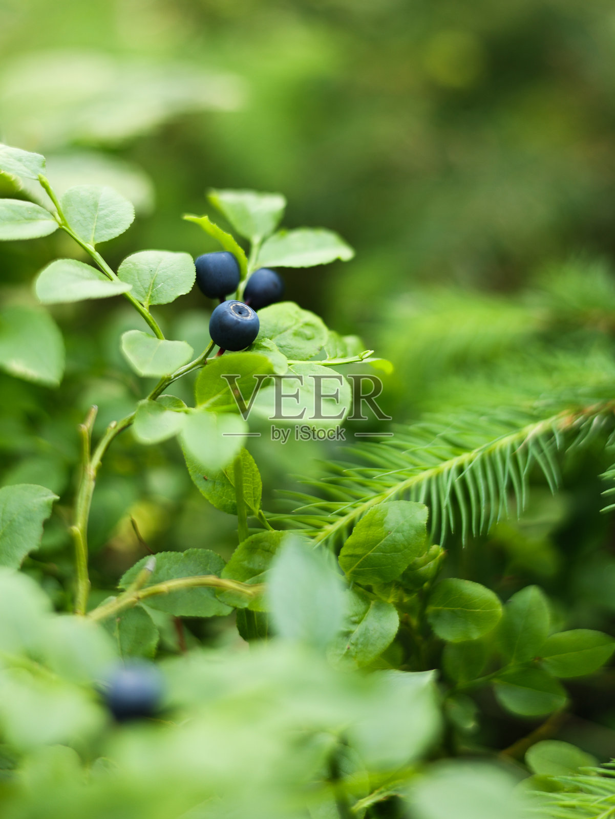 成熟的野生蓝莓照片摄影图片