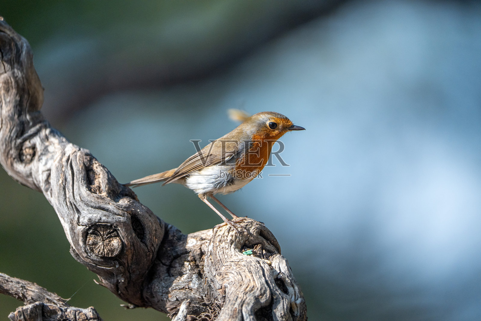 在西班牙拍摄的欧亚鸲(Erithacus rubecula)照片摄影图片