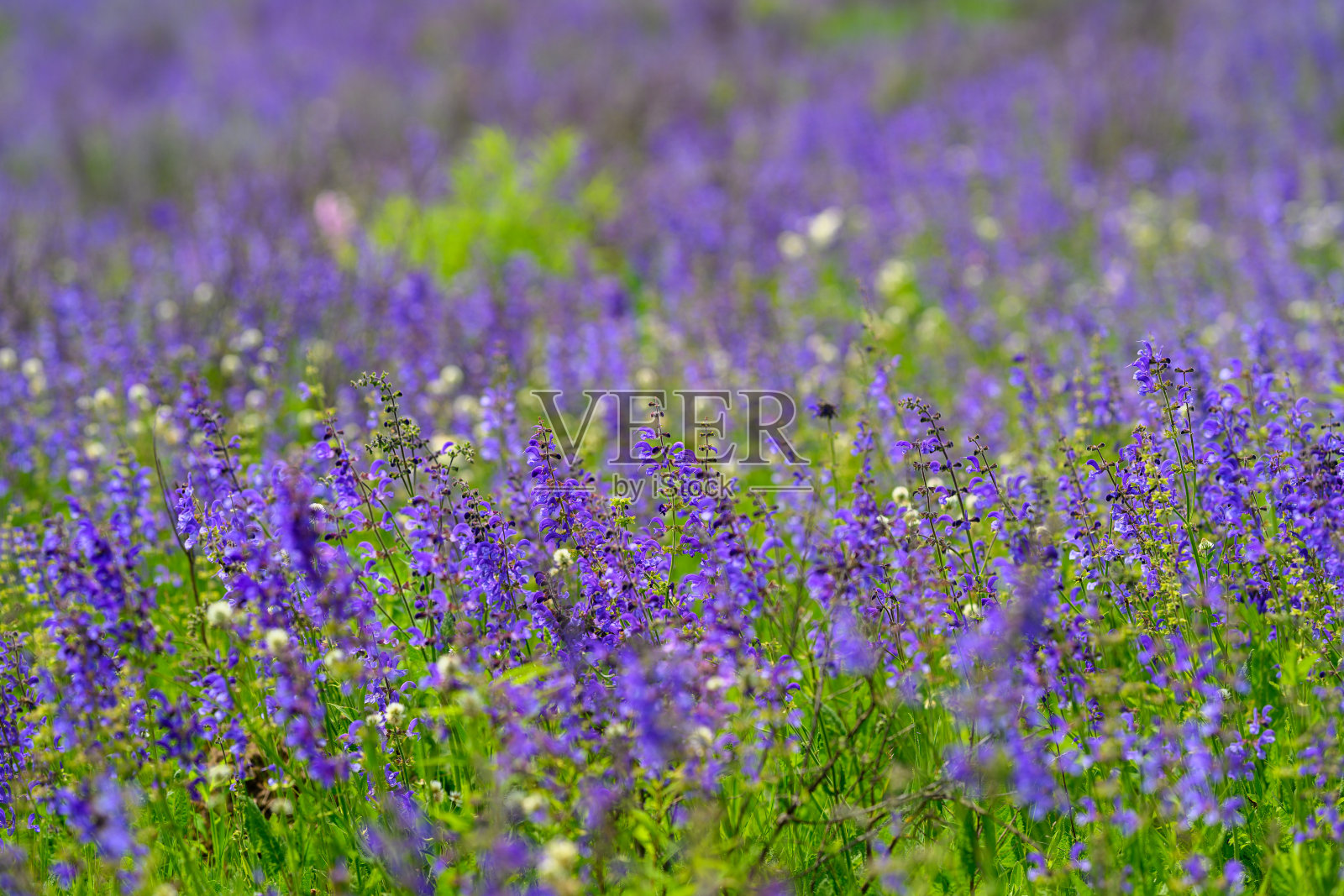 生机勃勃、美丽的薰衣草在色彩丰富、生机盎然的大自然田野中绽放,充满宁静祥和照片摄影图片