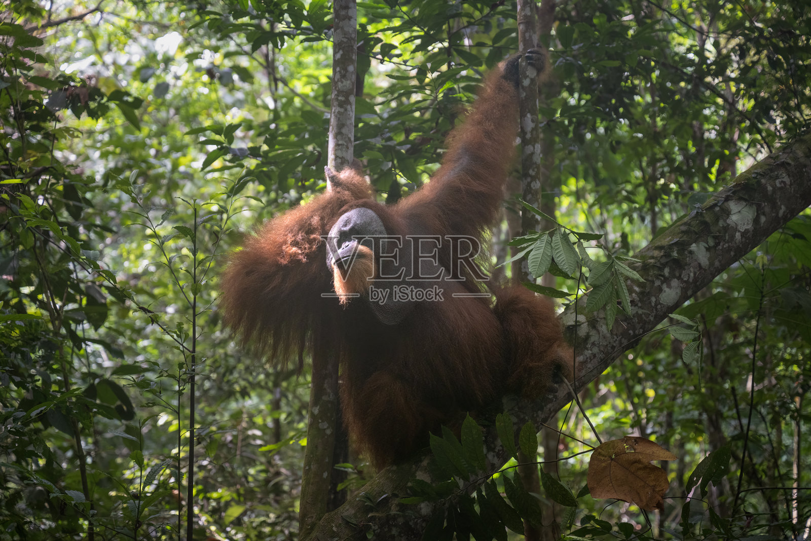 苏门答腊森林中,印尼 Gunung Leuser 国家公园内,一只雄性红毛猩猩的肖像,它在这片自然栖息地中占据着主导地位照片摄影图片
