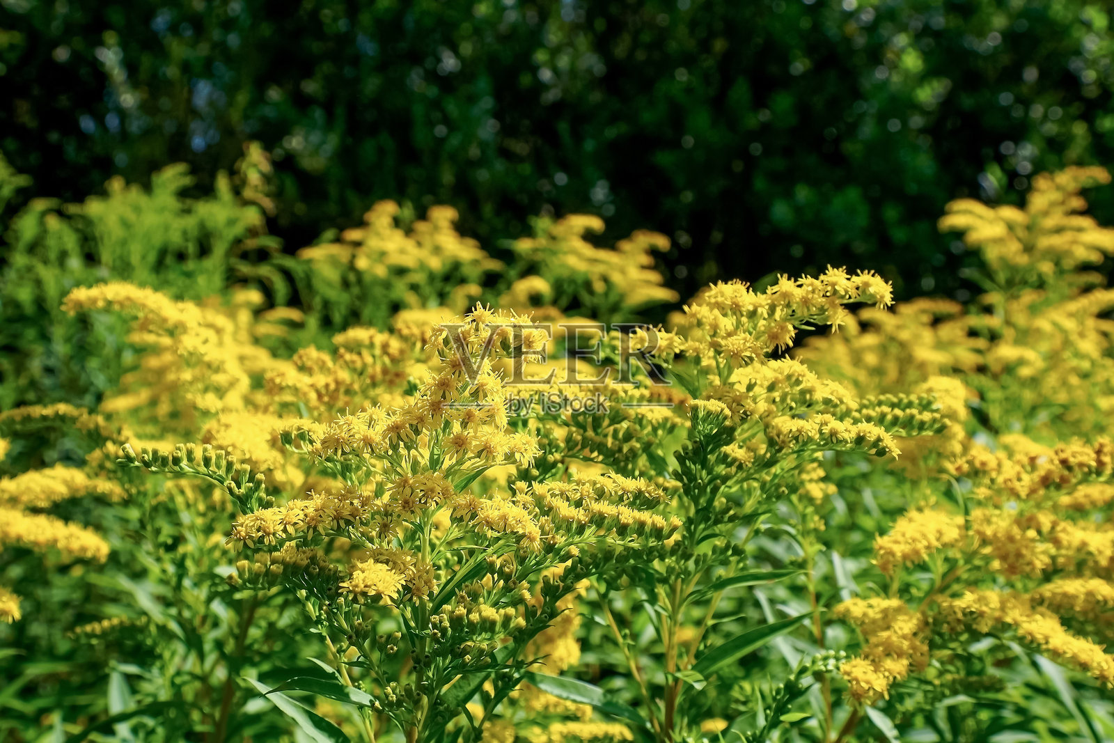 花. 黄金一枝蒿. 菊科的黄色花朵. 一种开花植物.照片摄影图片