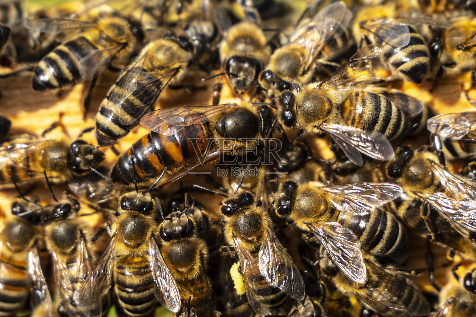 蜂后,蜂群的女主人。照片摄影图片